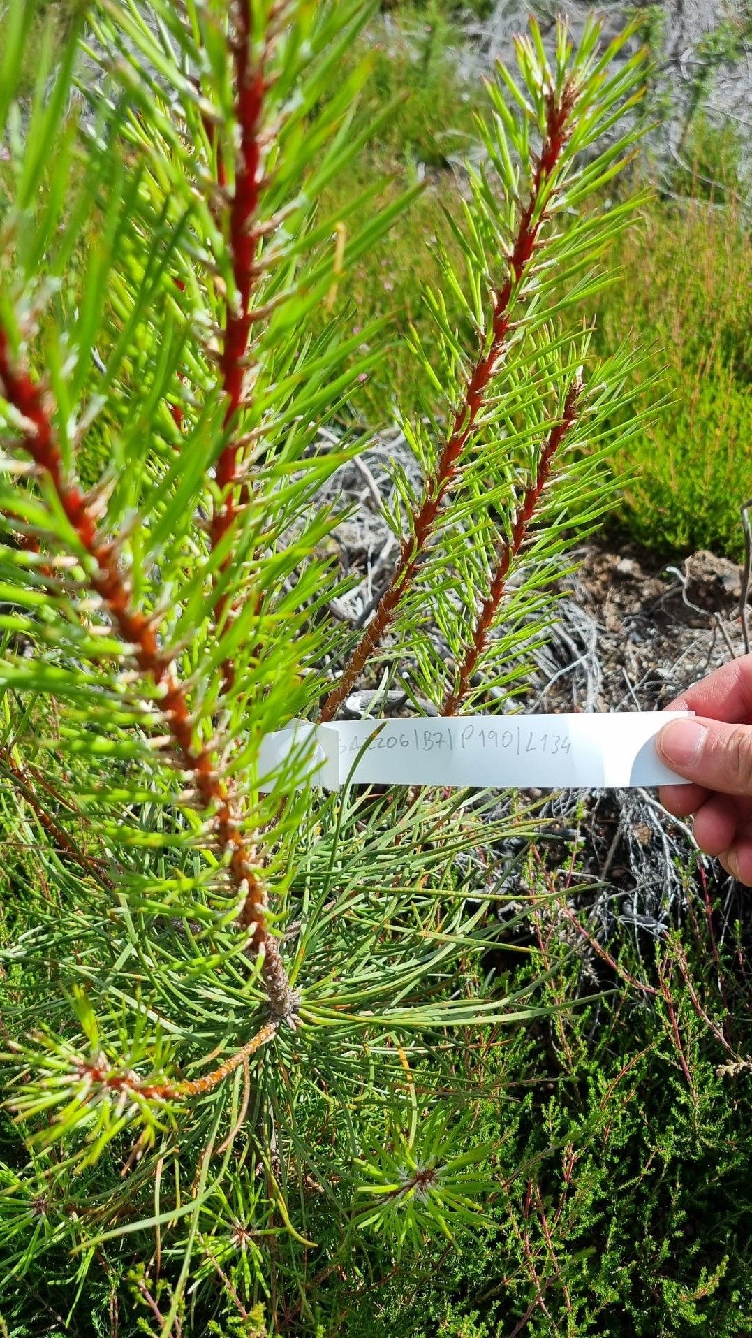 Inventário Florestal